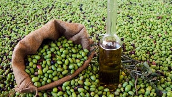 سليانة: سعر عصر الكلغ الواحد للزيتون حدّد بـ 220 مليم