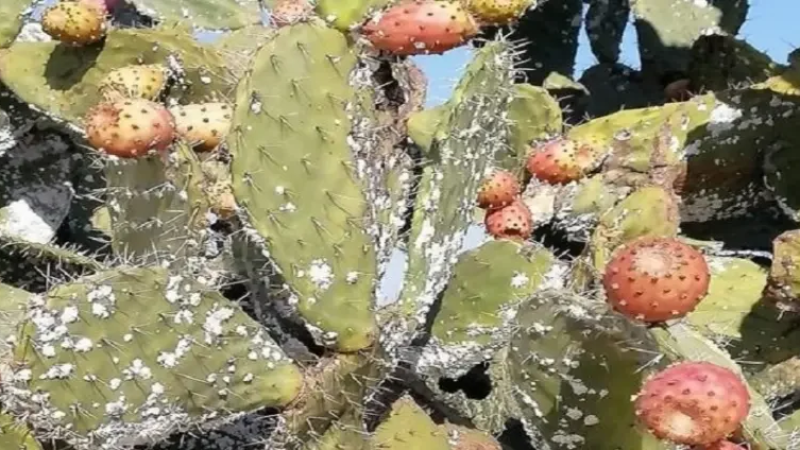 La guerre est déclarée'' contre les Cochenilles du cactus | Mosaique FM