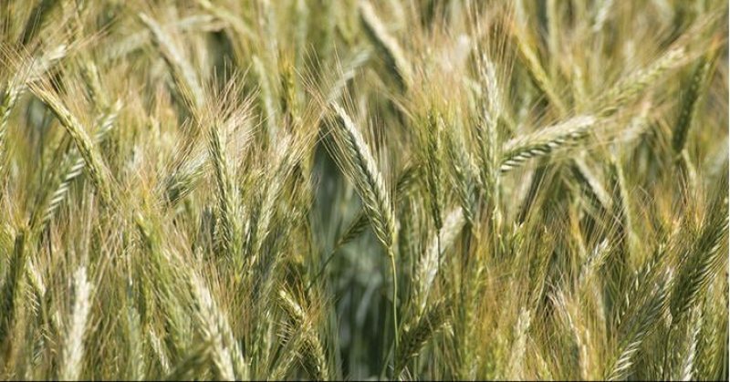 Céréales: Plus de 6 millions de quintaux collectés