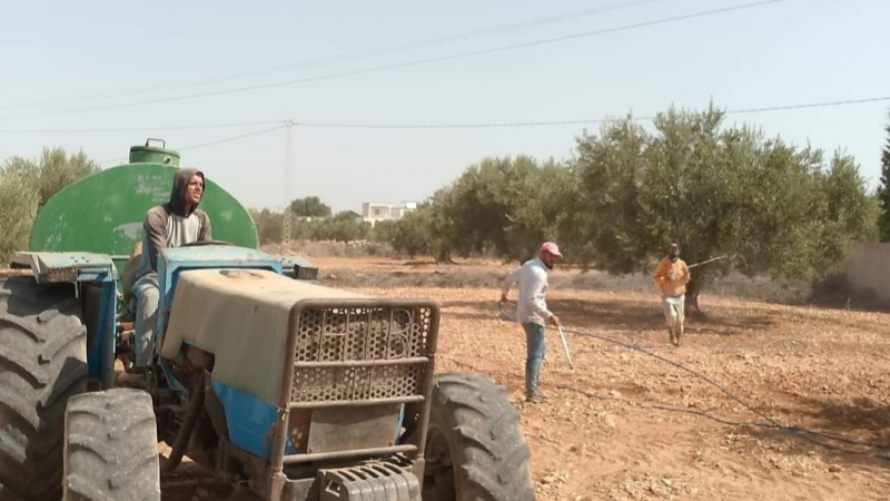 المهدية: رش آلاف أصول الزياتين بالأدوية ...