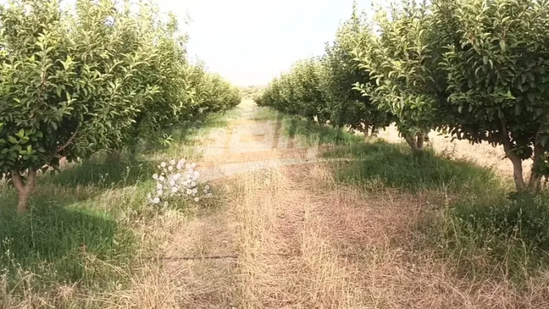 الروحية: تضرر حقول التفاح وتراجع الصابة ...