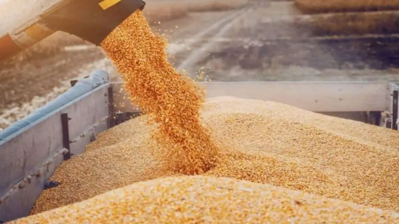 متعاملون أوروبيون: تونس اشترت 175 ألف طن ...