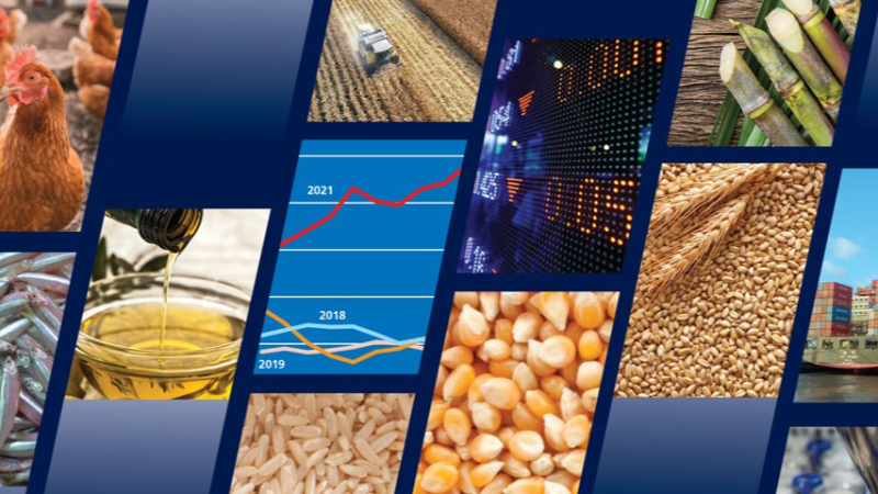 الأمم المتحدة: تراجع أسعار الغذاء ...