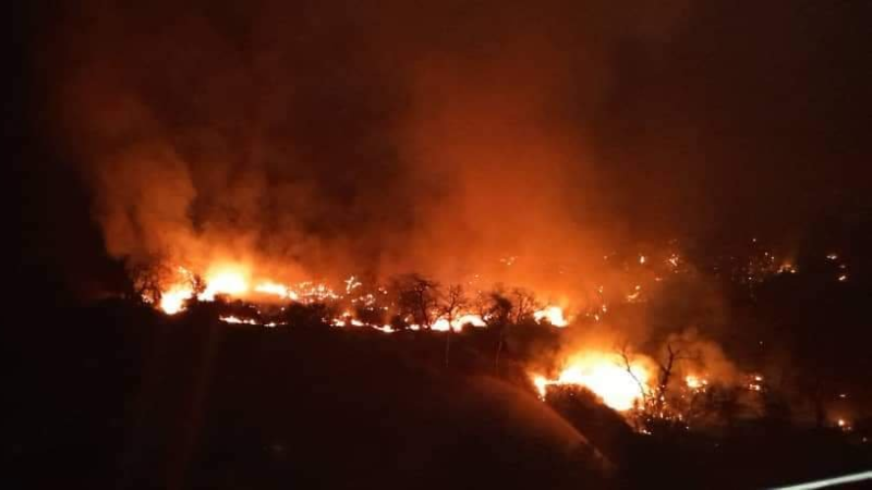 الجزائر: اندلاع حرائق بغابات في منطقة ...