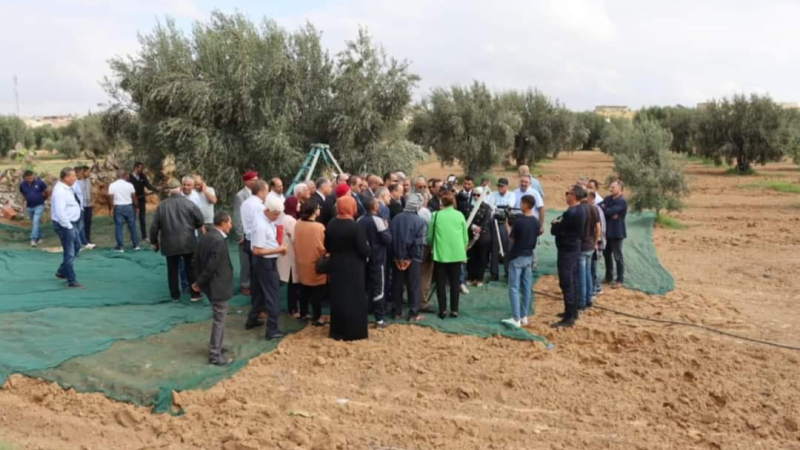 المهدية: انطلاق موسم جني الزيتون بزيادة ...