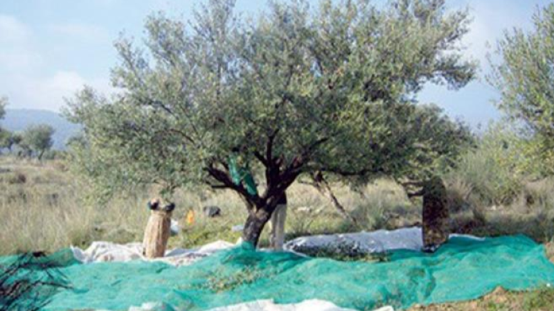 Cueillette des olives