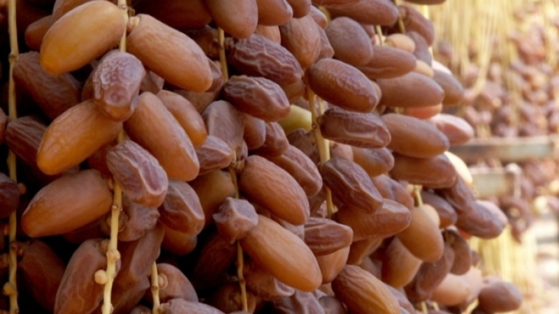 تراجع صابة التمور بحوالي 11% والأسعار بين ...