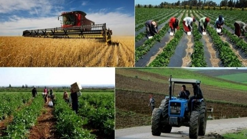 اتّحاد الفلاحين: 30% من المنتوجات ...