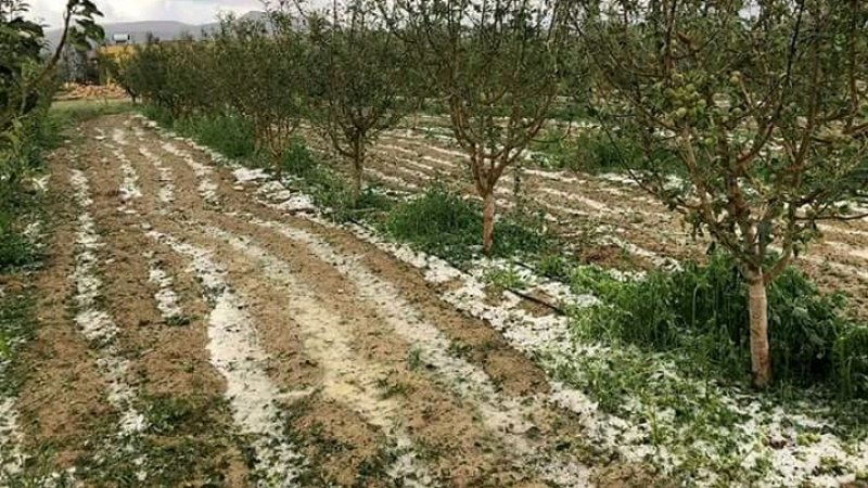 سليانة: الاحتفاظ بـ4 أشخاص تلاعبوا ببتّة ...