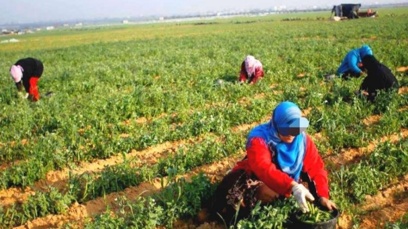 70 % من العاملين في الفلاحة نساء ومبادرات ...