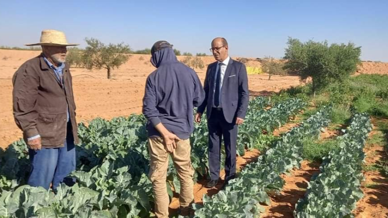 نجاح زراعة الخضروات في الصمار بتطاوين ...