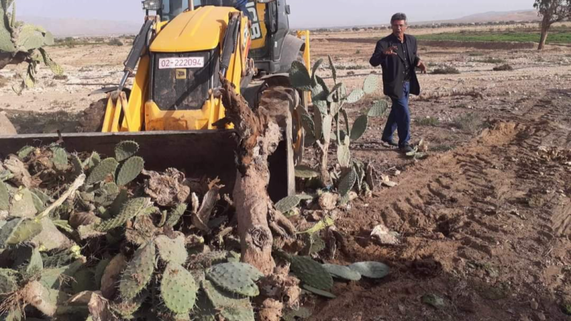 القصرين: اكتشاف 5 بؤر للحشرة القرمزية ...