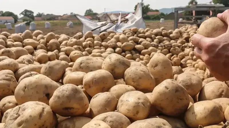 Pommes de terre
