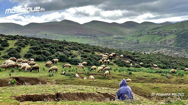حتى الأسبوع القادم.. رياح قوية وأمطار وانخفاض في الحرارة