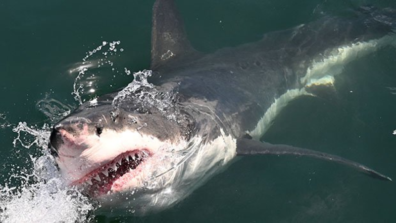 requin