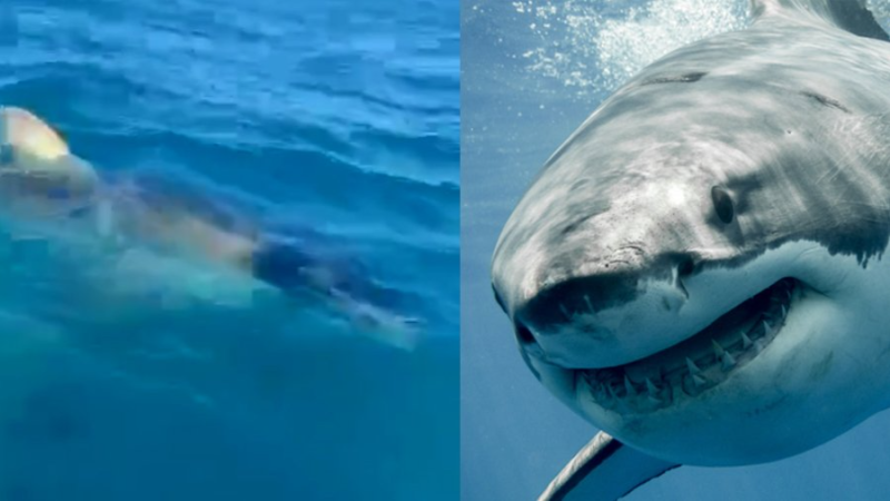 Un requin blanc au large de Mahrès ?