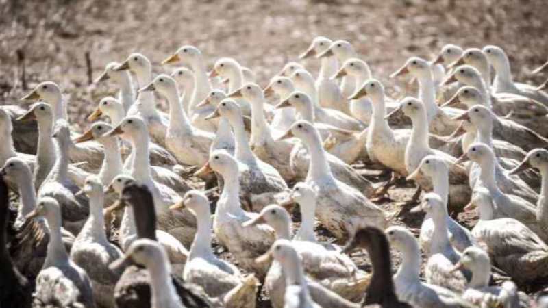 grippe aviaire