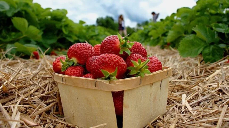 نابل: تقلّص المساحات المخصّصة لزراعة الفراولة وتوقّعات بتراجع الصابة نابل: تقلّص المساحات المخصّصة لزراعة الفراولة وتوقّعات بتراجع الصابة