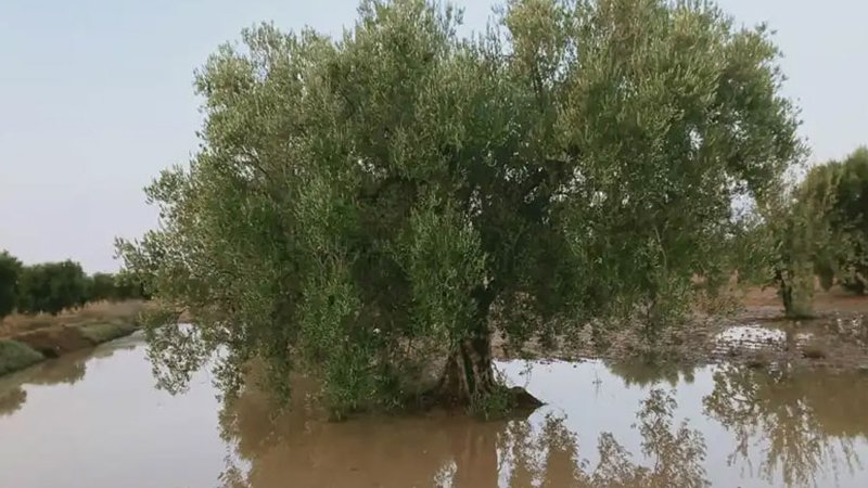 بسبب تواصل الأمطار: وزارة الفلاحة توصي ...