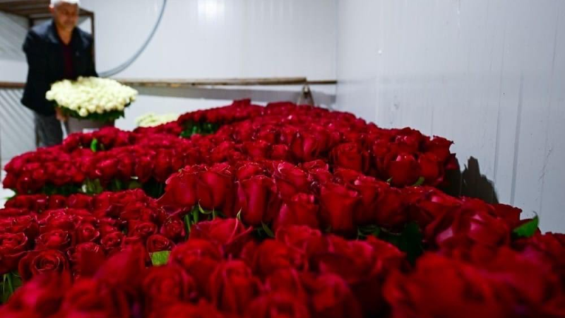 بمناسبة عيد الحب.. تركيا تصدّر 75 مليون ...