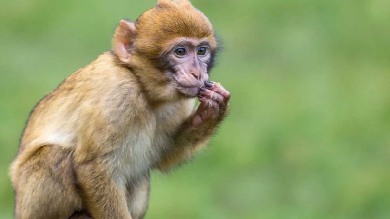 singe