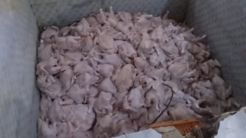 مذبح عشوائي