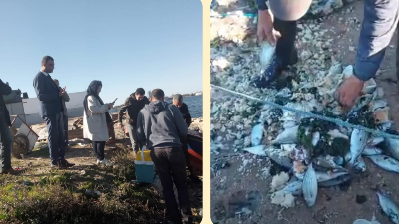 أسماك نافقة ببحيرة بنزرت
