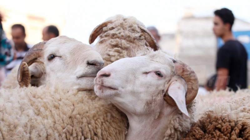 moutons