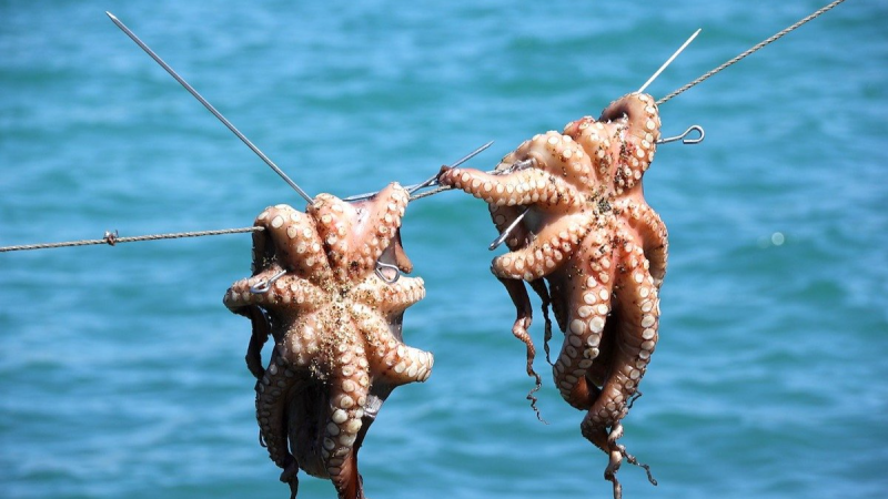 pêche aux poulpes