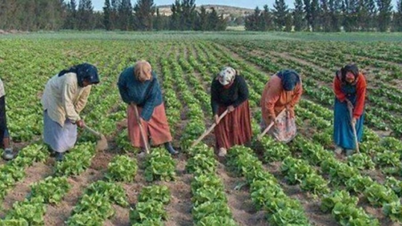 آمال بن علي: أكثر من 350 امرأة ريفية تحصّلن ...