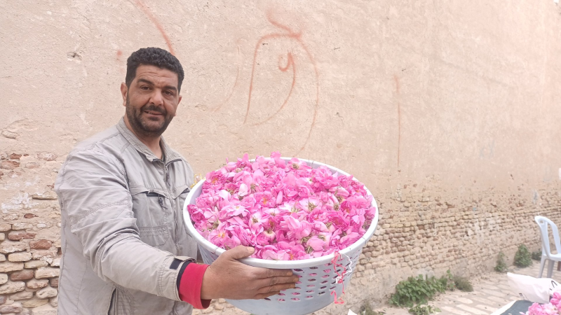 ورد القيروان.. وفرة في الإنتاج وحركية ...
