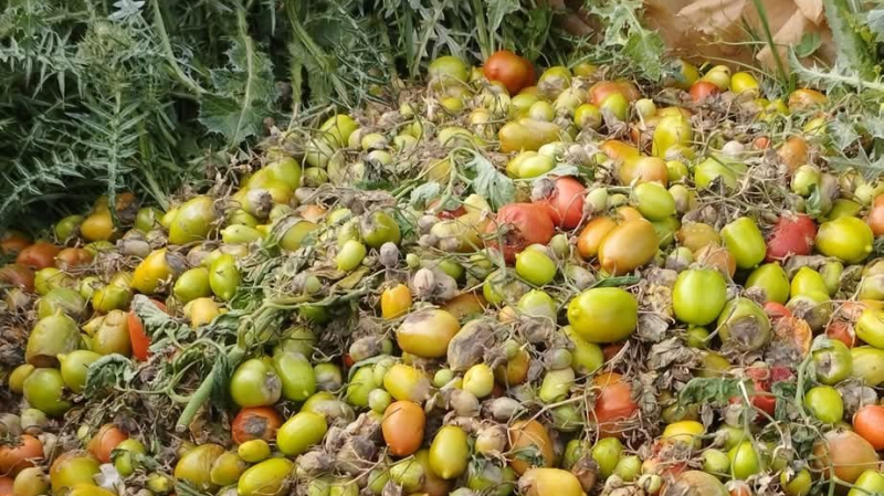 نابل: قطاع الطماطم يشكو هجرة اليد العاملة وصعوبات أخرى
