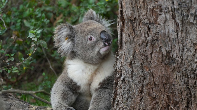 Koala