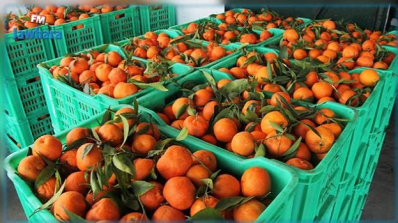 نابل: ارتفاع حجم صادرات القوارص بحوالي 30%