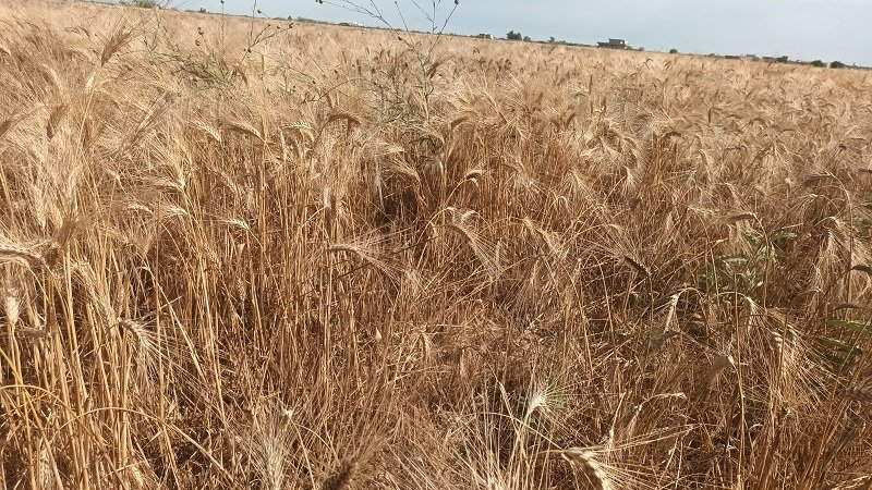 القيروان تتصدر إنتاج الحبوب المروية في تونس