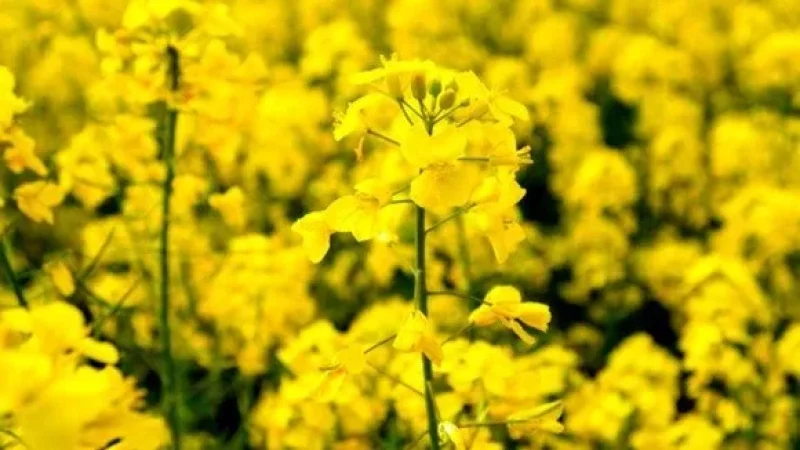 بوعرادة: تراجع مساحات زراعة السلجم الزيتي وسط دعوات لدعم الفلاحين