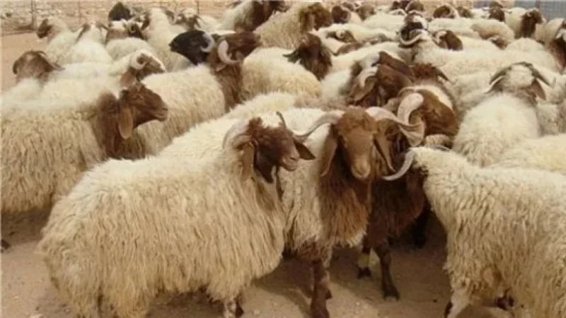 تفكيك عصابة سرقة مواشي تنشط بين سيدي حسين وأريانة