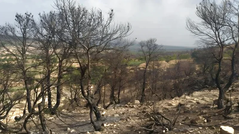 بعد أن كانت رمادا بسبب الحرائق: عودة الحياة لهكتارات في جبل سمّامة