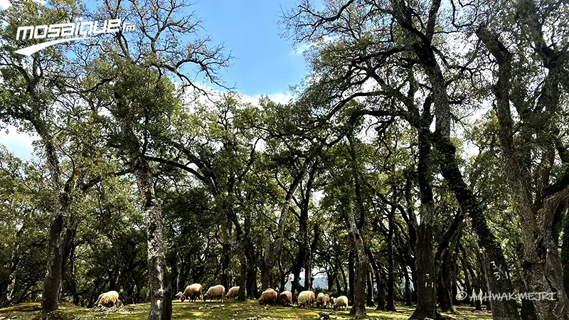 طقس اليوم.. ارتفاع طفيف في الحرارة وأمطار في بعض المناطق