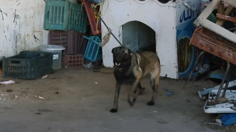 النيابة العمومية تقرّر تسليم الكلب 'المحتجز' إلى جمعية للرفق بالحيوان