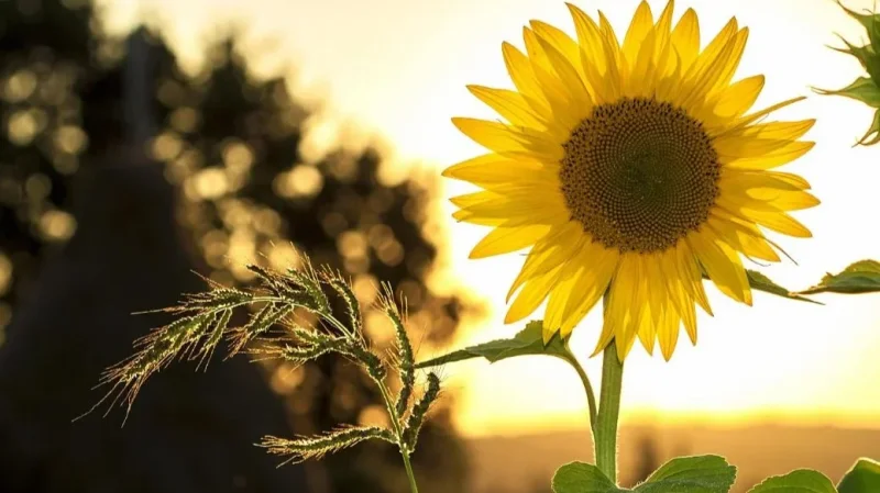 طقس السبت 11 أفريل 2026