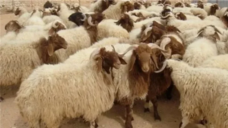 تطاوين: جلسة عمل حول تشديد المراقبة للتصدي لتهريب المواشي عبر الحدود