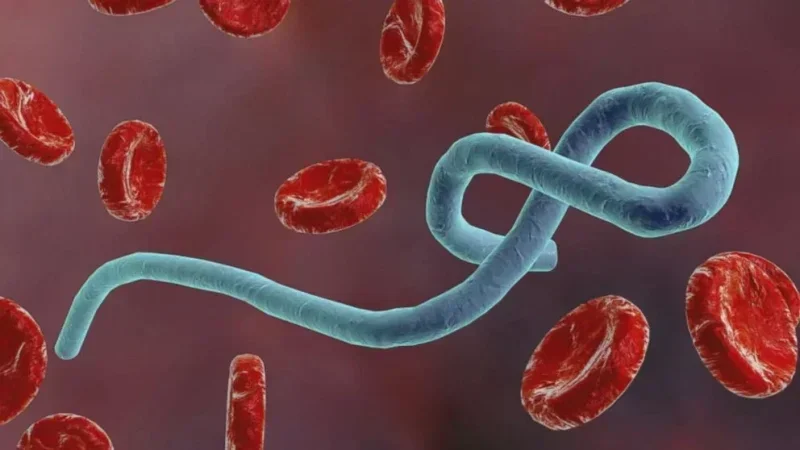 L'épidémie d'Ebola pourrait durer longtemps...
