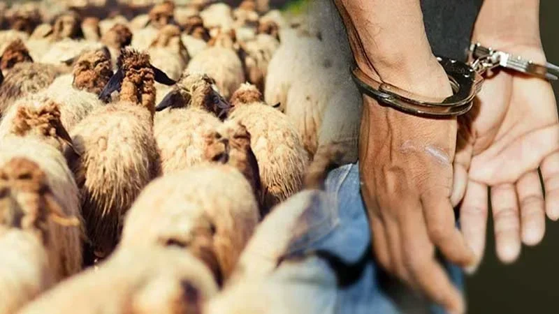 Vol de moutons à Béja : Quatre arrestations et bétail récupéré