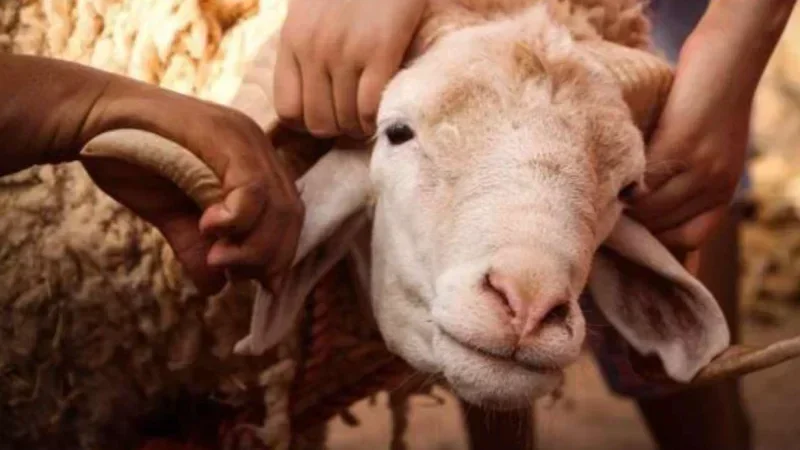 Démenti sur le don de moutons