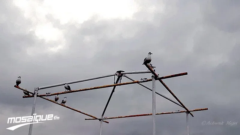 الليلة.. خلايا رعدية مصحوبة بأمطار بهذه المناطق