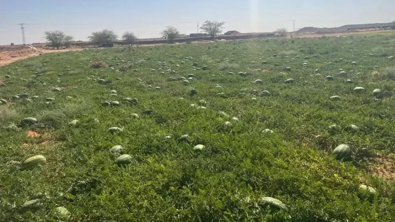 قريبا.. قطب فلاحي في منطقة ذهيبة الحدودية