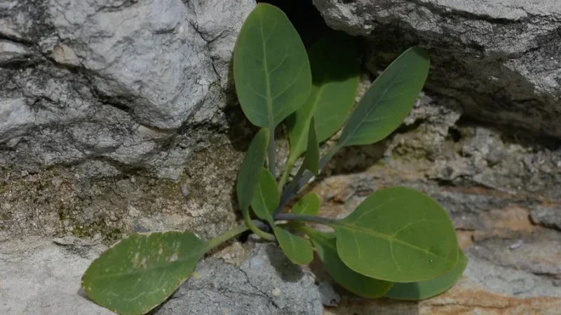 Intoxication à Meknassi : Une plante toxique confondue avec la blette