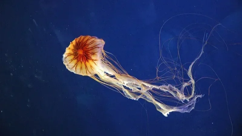 Une rare méduse boussole observée sur les côtes tunisiennes