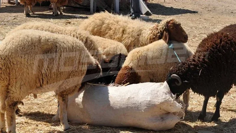 نقابة الفلاحين: نقص الأدوية البيطرية يهدد قطيع الم